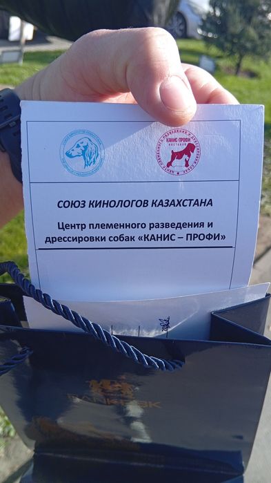 Стаффордширский терьер Кабель на вязку