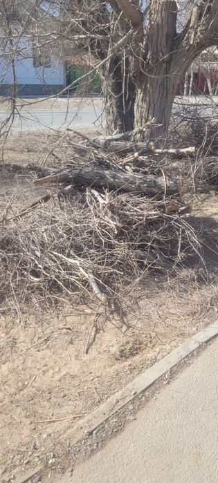 Кесылген агаштар