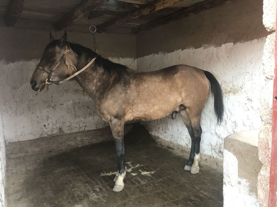 Айғыр сатылады жақсы ат !