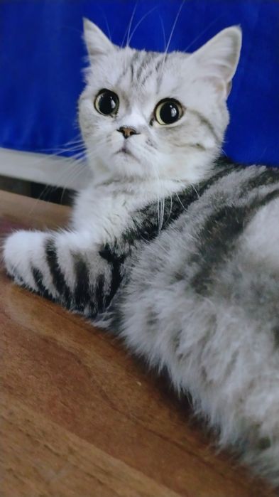 Retro talaba jinsiy aloqa