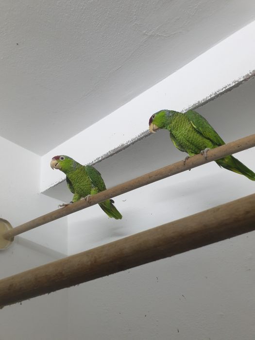 Papagali amazon vinci maturi