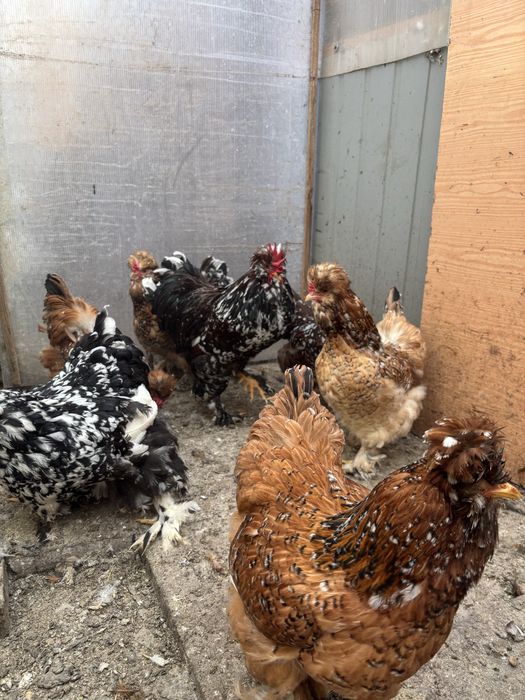 Oua pentru incubat gaini Strumski