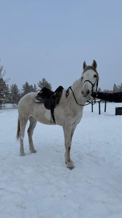 Продам мерина, торг