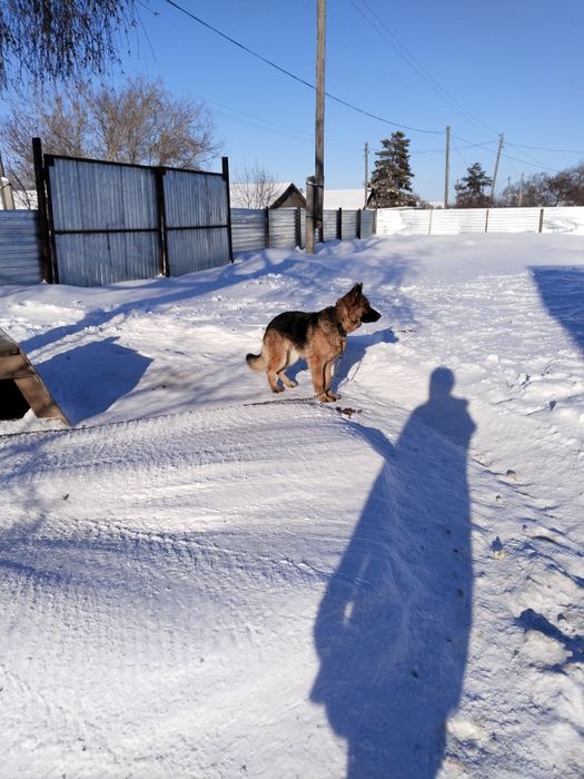 Немецкая овчарка!