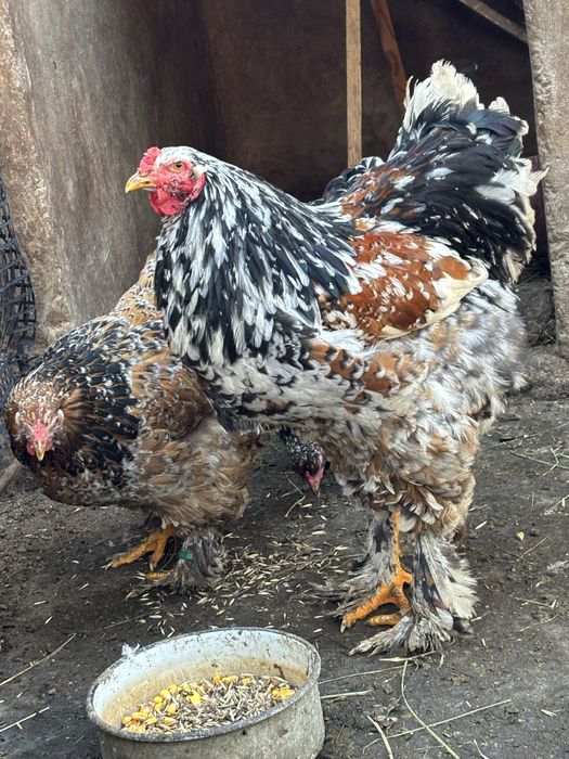 Oua brahma portelan de vanzare