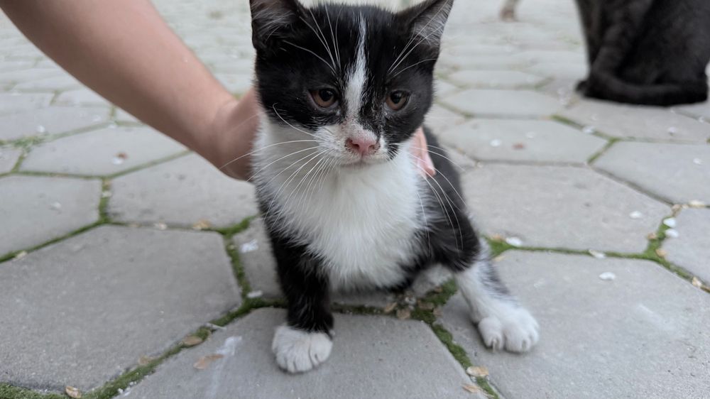 Отдам котят в хорошие руки