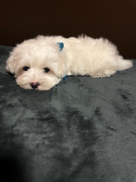 Bichon maltez mini toy baietel