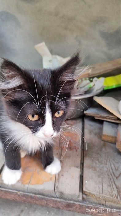 Котята домашние симпатичные