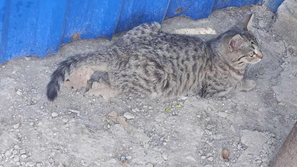 Отдам котёнка  6  месяцев