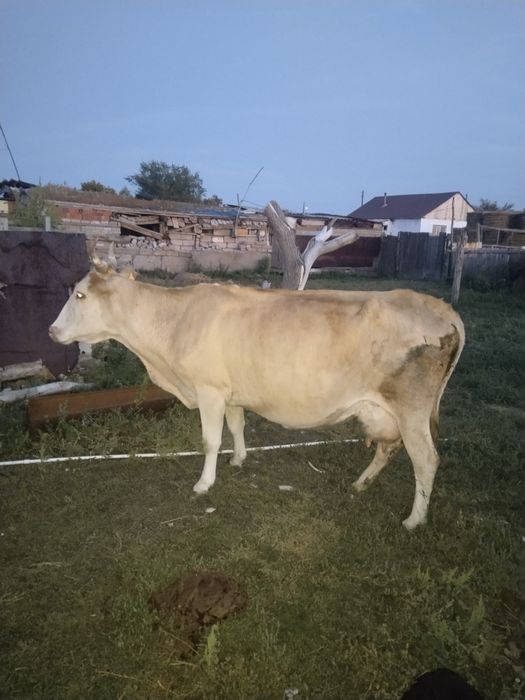Сүтті сиыр сатам
