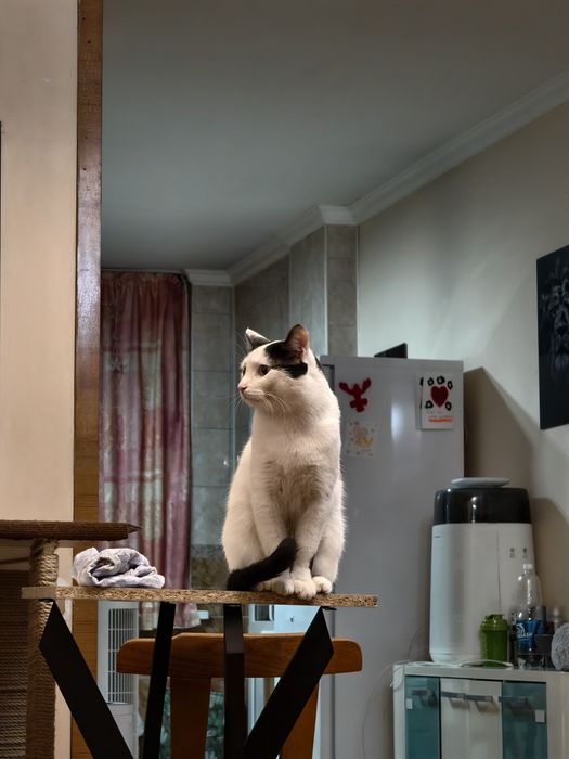 Котик Хамон Анатольевич