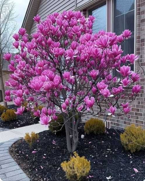 Magnolia ornamentală pentru grădină