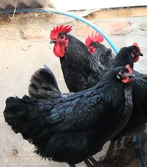 Jersi gigant va Qora Shahzoda