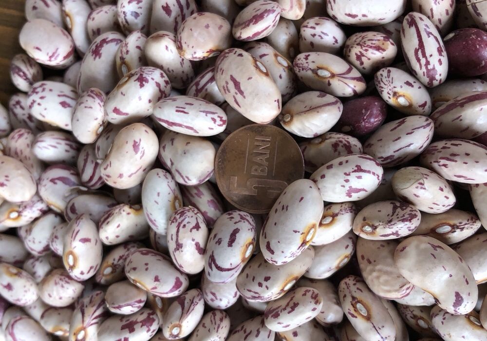 Fasole pestrita soiul cranberry pentru semanat sau consum