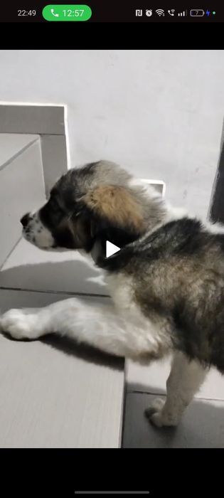 Adopție metis Ciobanesc cățelușa 2 luni Urgent
