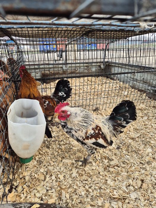 Карликовые петушки бентамки