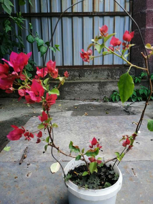 ПРОДАМ Бугенвилию