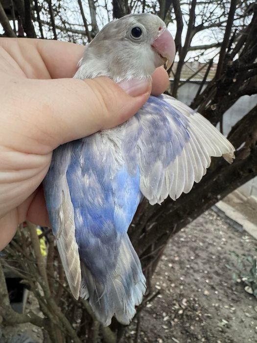 Femela agapornis