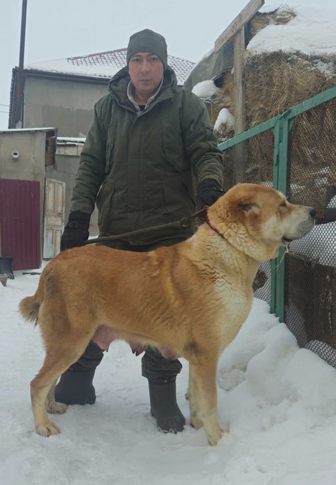 Сука 2 года дочка Буча 2