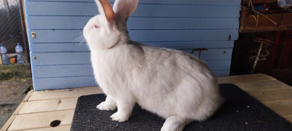 Зайци  за разплод