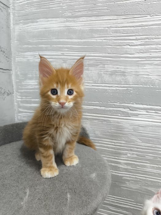 Продам котят Мейкун