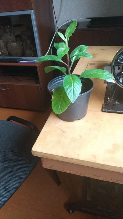 Продам женское счастье, джинура