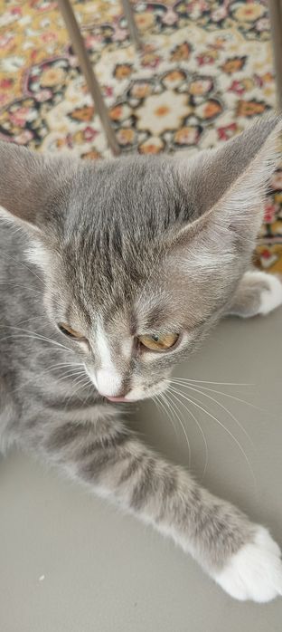 Отдадим котенка.