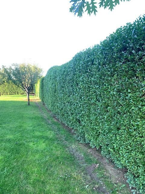 Vand puieti de lemn cainesc și tei arginti la balot de pamamt