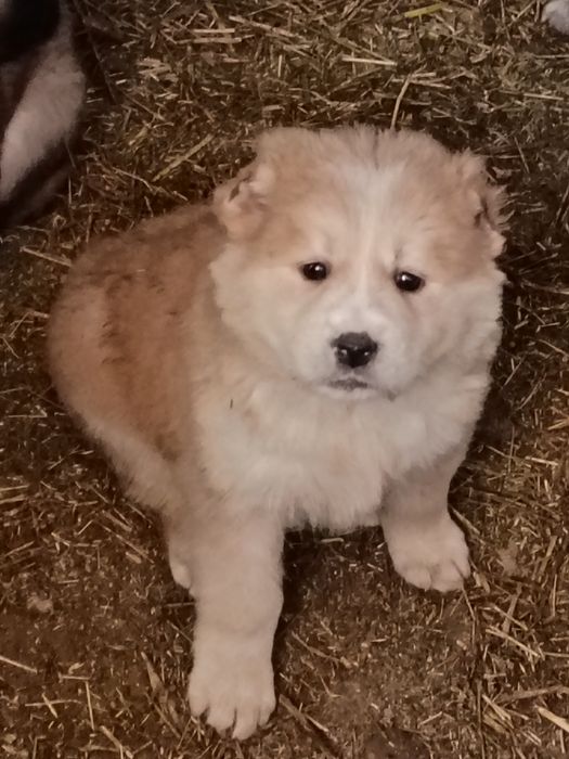 Алабай күшіктер, ұрғашы