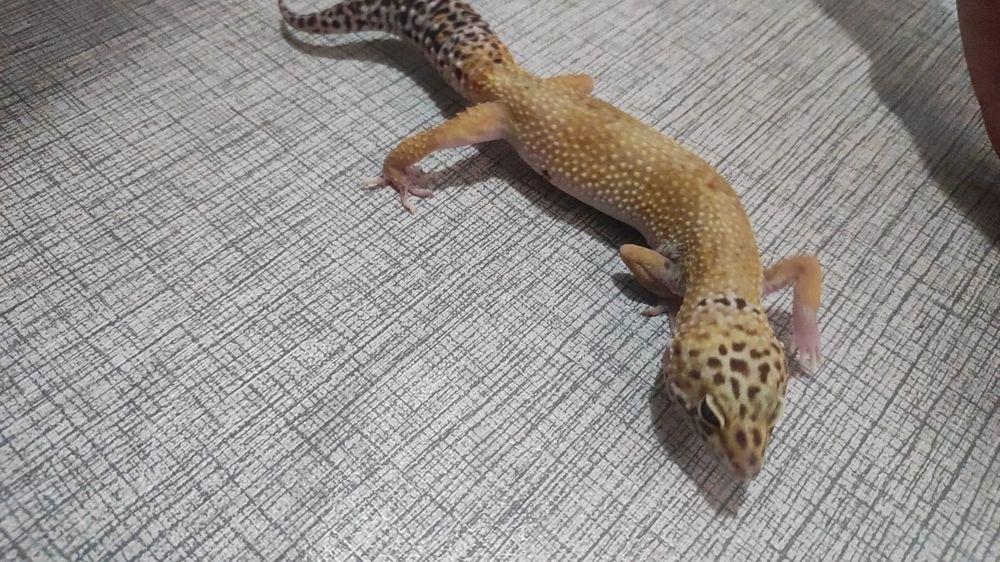 Взрослые эублефары, самец и самки