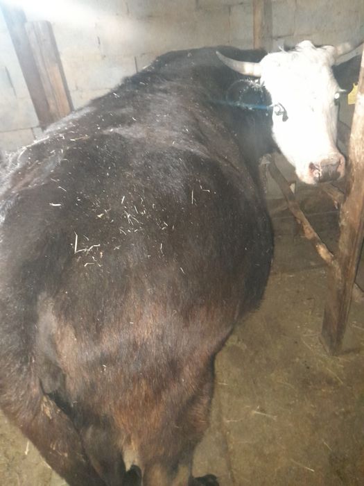 Коровы стельные молочные