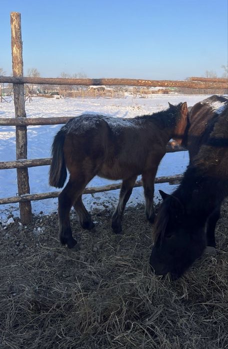 Продам жабагы еркек !