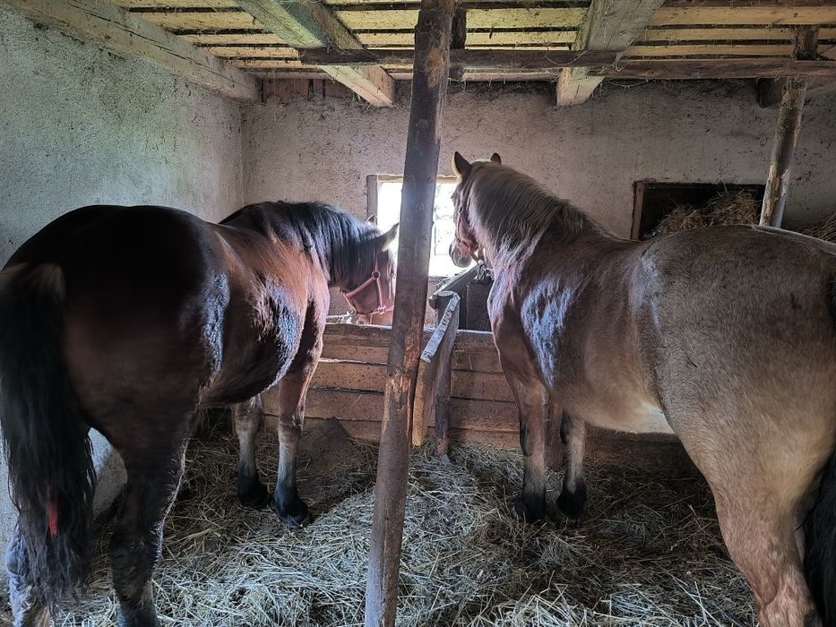 Vand sau schimb manza cu cal de padure