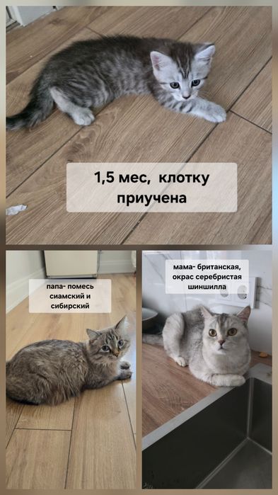Отдам котенка 1,5 мес