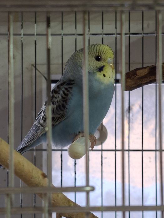 Продам молодых волнистых попугаев