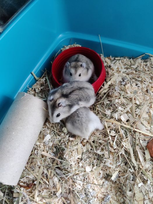 Hamsteri pitici siberieni