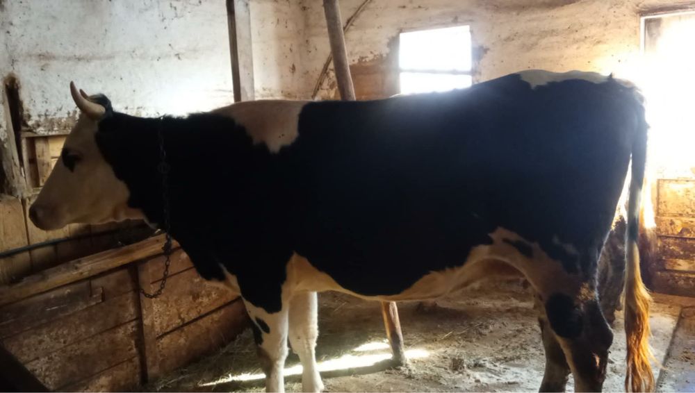 Vaca baltata de vinzare