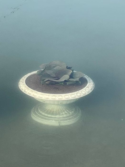 Водяной кувшинки  Лилия Liliya, Nilufar guli