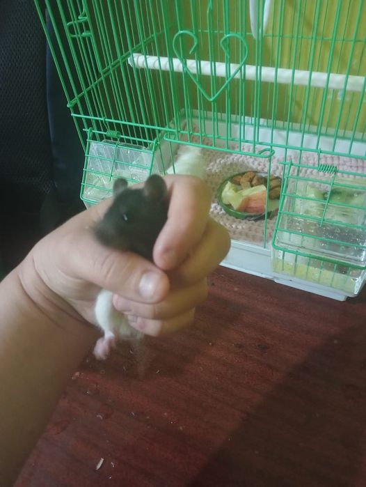 Животные Крысы Грызуны