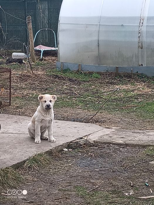 САО Алабайчета, чистокръвни