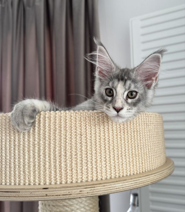 Pisica Maine Coon
