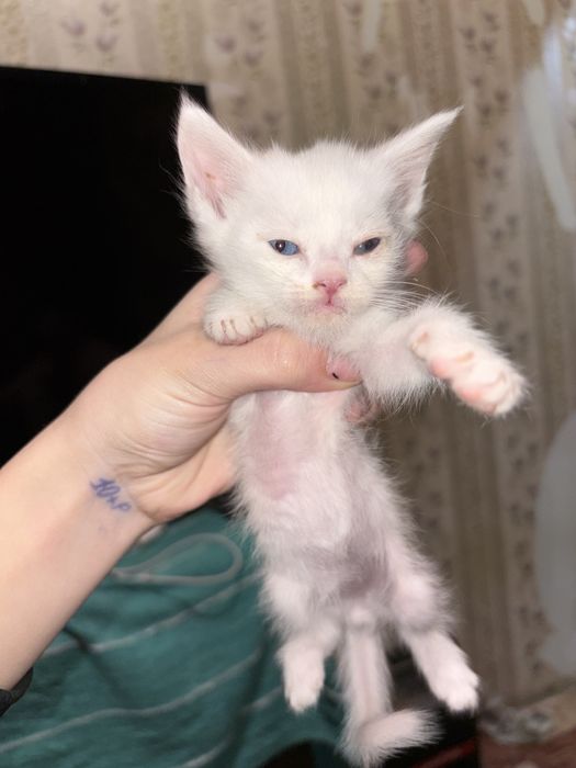 Отдам котят в хорошие руки