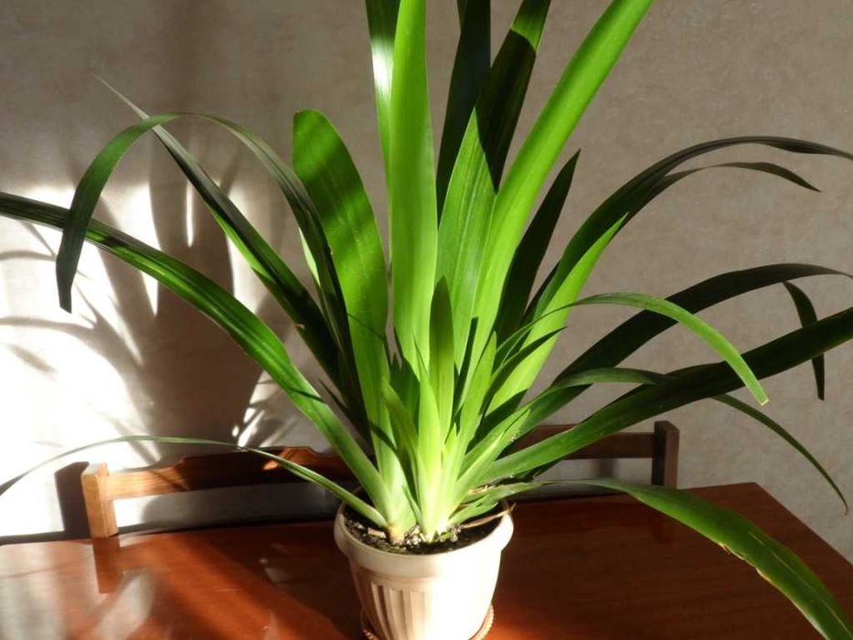 Фикус Бенджамина   алое   Неомарика