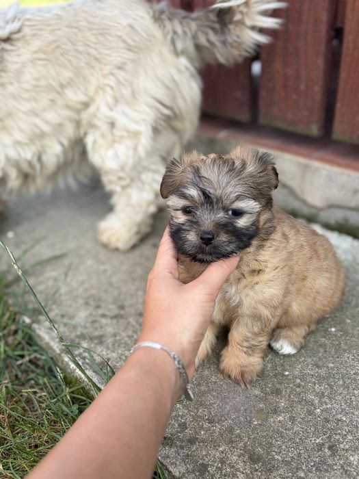Fetita bichon havanez
