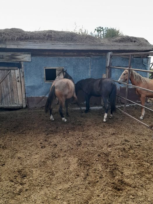Продам Байталок с откорма