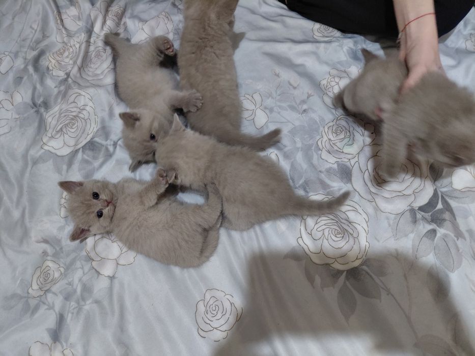 Котята  лиловые британки
