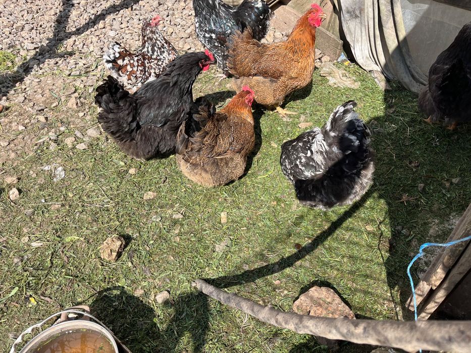 кокошки оргпингтон катунски (яйца)