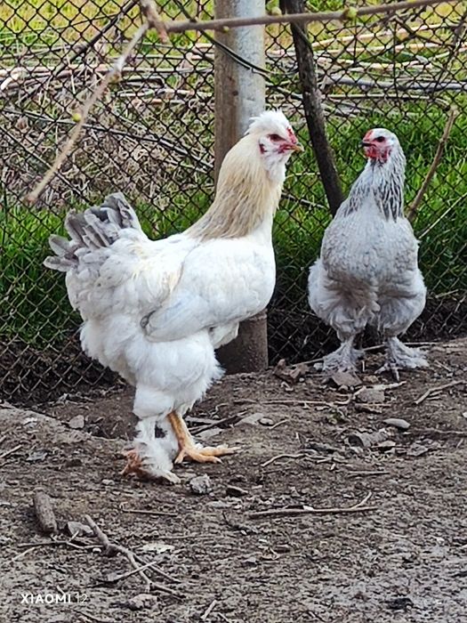 Младо петле на 7 месеца