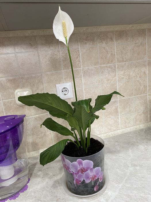 Цветок женское счастье