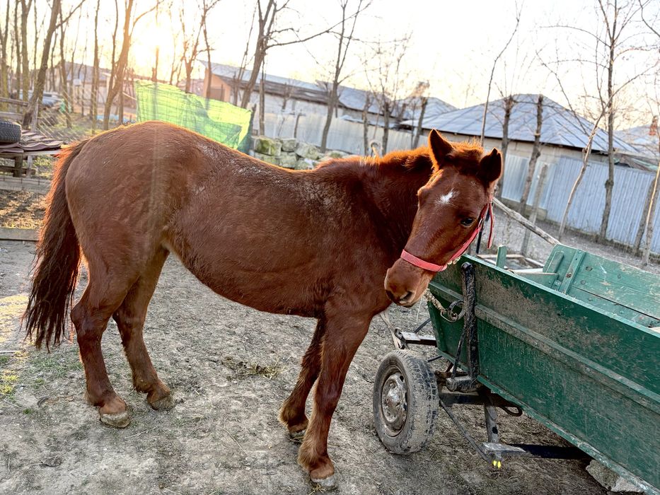 Vand iapa, are 8 ani. Trage foarte bine